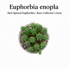 Euphorbia enopla
