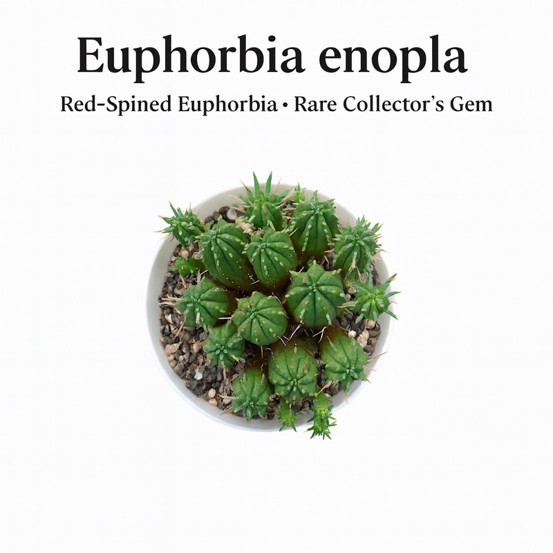 Euphorbia enopla