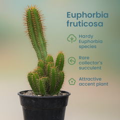 Euphorbia fruticosa