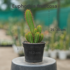 Euphorbia fruticosa