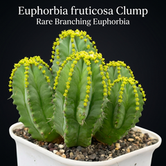 Euphorbia_fruticosa_clump_4