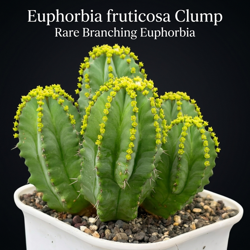 Euphorbia_fruticosa_clump_4