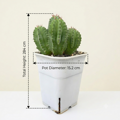 Euphorbia fruticosa Clump