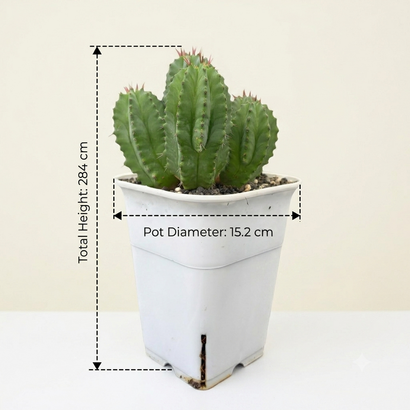 Euphorbia fruticosa Clump