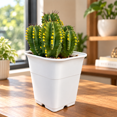 Euphorbia fruticosa Clump