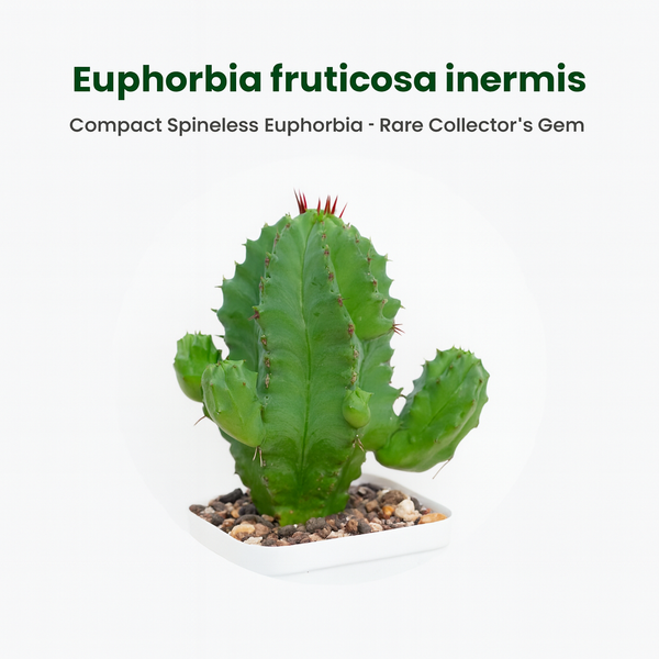 Euphorbia fruticosa inermis