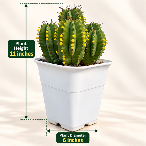 Euphorbia fruticosa Clump
