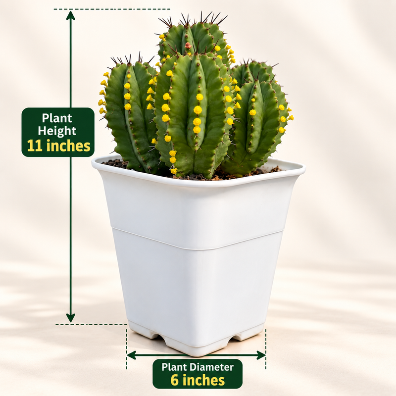 Euphorbia fruticosa Clump