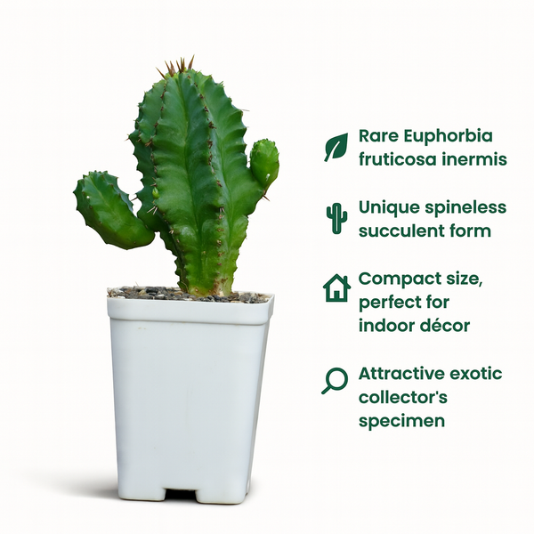 Euphorbia fruticosa inermis