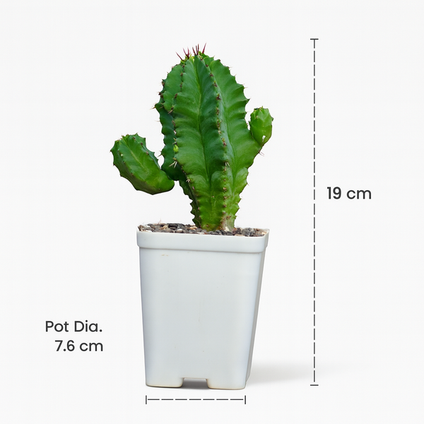 Euphorbia fruticosa inermis