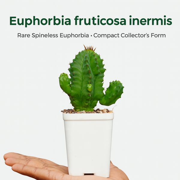 Euphorbia fruticosa inermis
