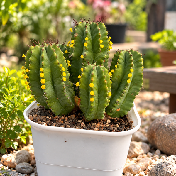 Euphorbia fruticosa Clump