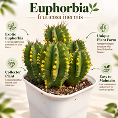 Euphorbia fruticosa Clump