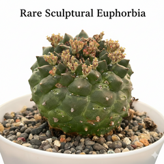 Euphorbia gymnocalycioides