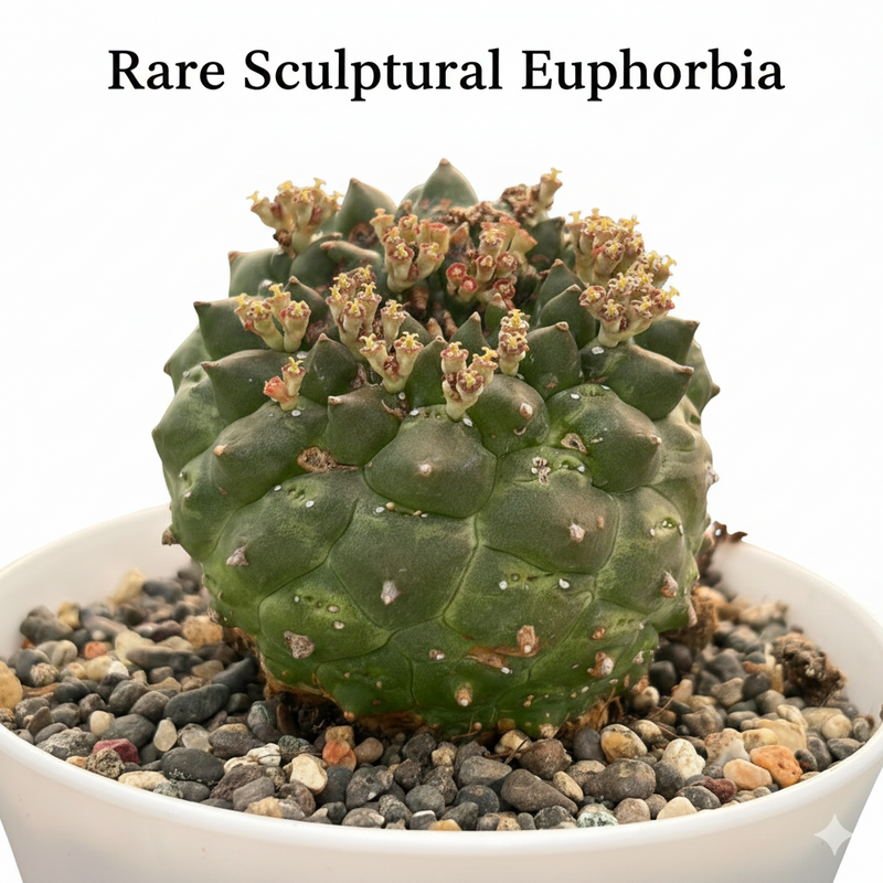 Euphorbia gymnocalycioides