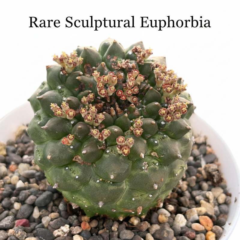 Euphorbia gymnocalycioides