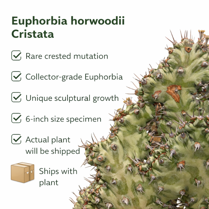 Euphorbia horwoodii created