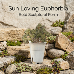 Euphorbia horwoodii created