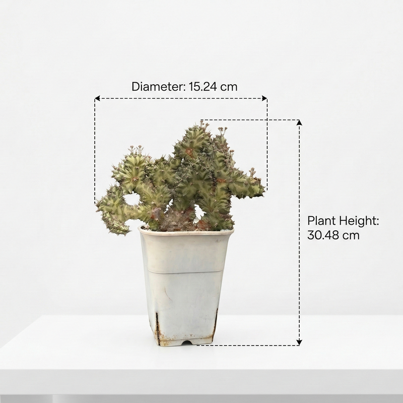 Euphorbia horwoodii created