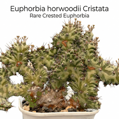 Euphorbia horwoodii created