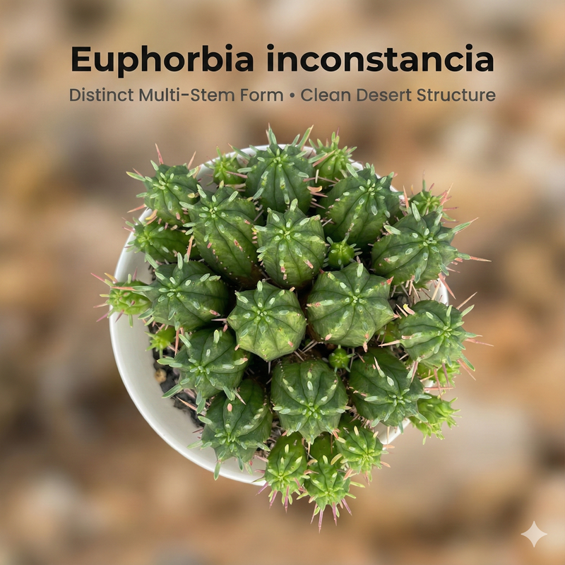 Euphorbia inconstancia