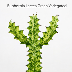 Euphorbia lacta green been verigated
