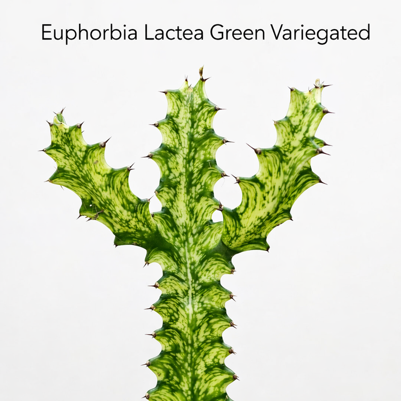Euphorbia lacta green been verigated