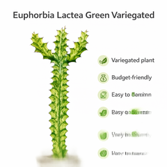 Euphorbia lacta green been verigated