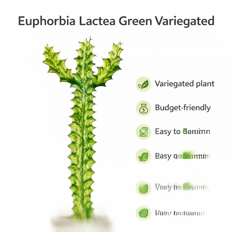 Euphorbia lacta green been verigated