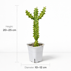 Euphorbia lacta green been verigated