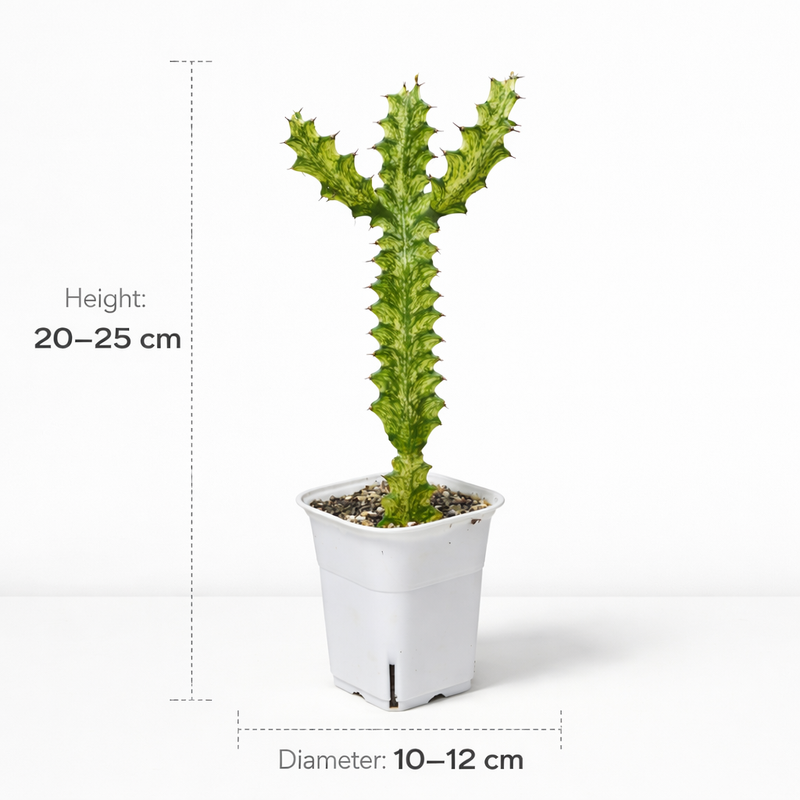 Euphorbia lacta green been verigated