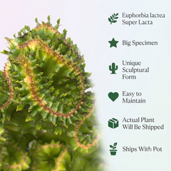 Euphorbia lacta super lacta