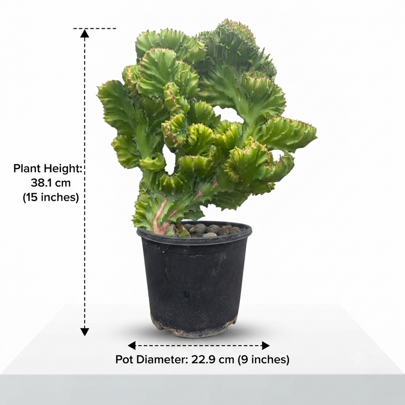 Euphorbia lacta super lacta