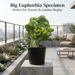 Euphorbia lacta super lacta