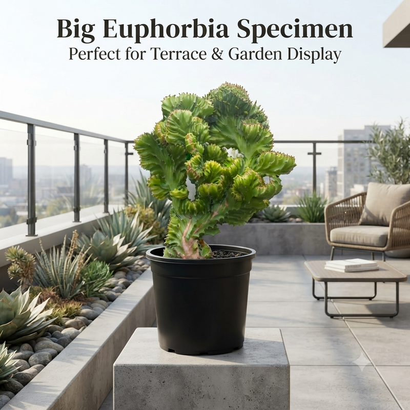 Euphorbia lacta super lacta