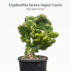 Euphorbia lacta super lacta