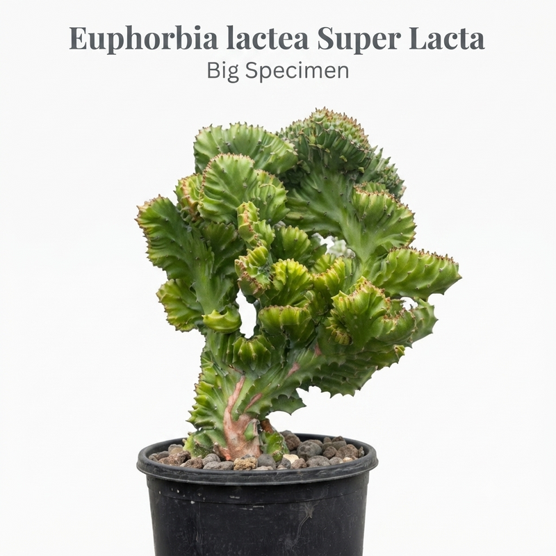 Euphorbia lacta super lacta