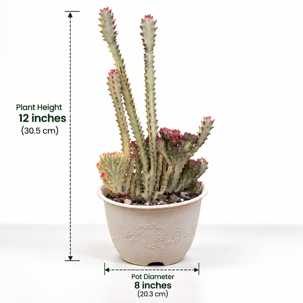 Euphorbia lactea cristata
