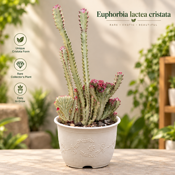 Euphorbia lactea cristata