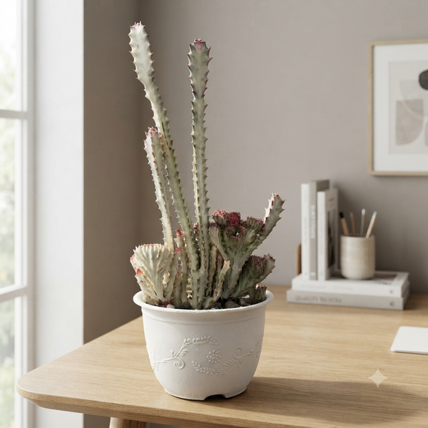 Euphorbia lactea cristata