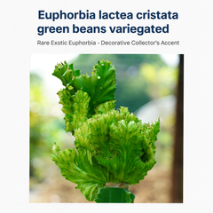 Euphorbia lactea green been cristata variegated