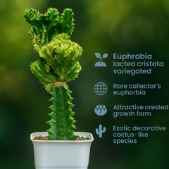 Euphorbia lactea green been cristata variegated