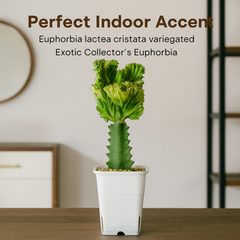 Euphorbia lactea green been cristata variegated