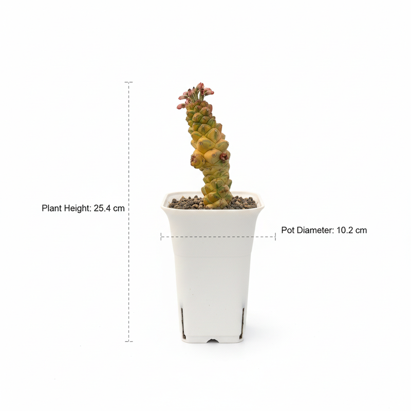 Euphorbia monadenium ritchiei variegated