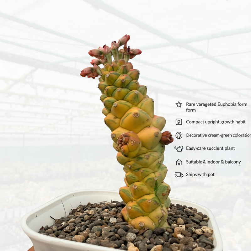 Euphorbia monadenium ritchiei variegated