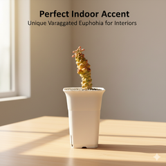 Euphorbia monadenium ritchiei variegated