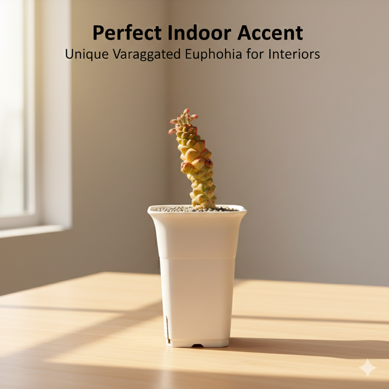 Euphorbia monadenium ritchiei variegated