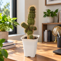Euphorbia phillipsioides