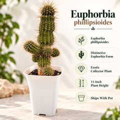 Euphorbia phillipsioides