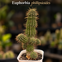 Euphorbia phillipsioides